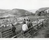 Sortering av sau øvst på jordet i Skattebu 1972